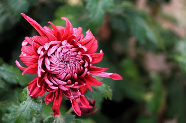 Närbild Chrysanthemum Blomma Trädgården — Stockfoto