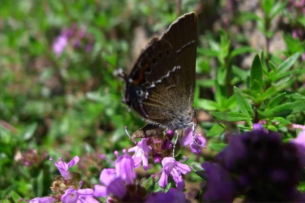 butterfly on a flower, flora and fauna