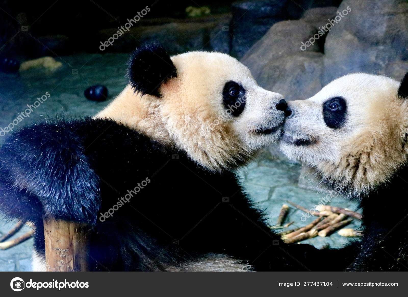 Pandas Wildlife Panda Bear Animal Zoo Stock Photo by ©Imaginechina-Tuchong 277437104 Pandas Wildlife Panda Bear Animal Zoo Stock Photo by ©Imaginechina-Tuchong 277437104