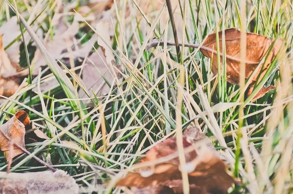 dried mushrooms in the forest.