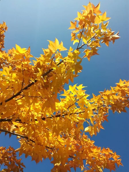 beautiful autumn tree with yellow leaves