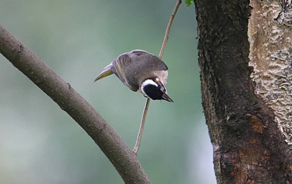 a close up of a red bird perched on a branch