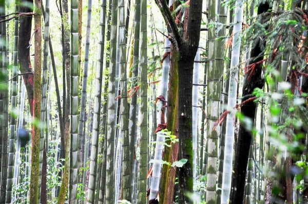 green bamboo tree in the garden