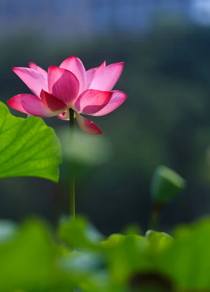 Flor Loto Rosa Jardín —  Fotos de Stock