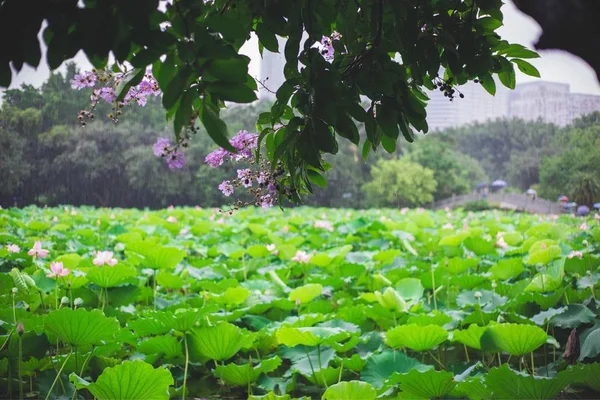 Vista Flor Loto Estanque — Foto de Stock