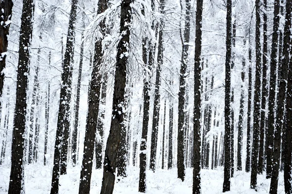 growing trees in the forest, flora and nature