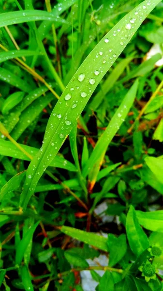 water drops in grass, dew drops
