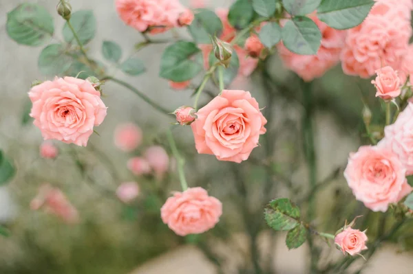 Nádherný Kvetoucí Květ Růží Zahradě — Stock fotografie