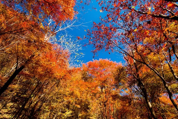 colorful colors of trees in autumn