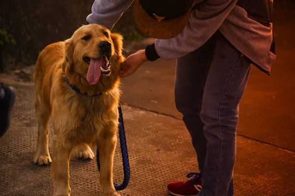 adorable dog outside at day time