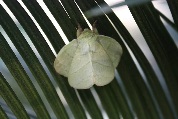 Primer Plano Hoja — Foto de Stock