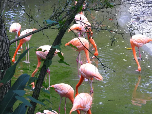 Flamingo Rosa Pássaros Flora Natureza — Fotografia de Stock