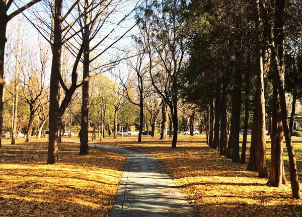 Sendero Árboles Parque — Foto de Stock