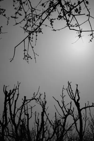 Silhueta Árvore Morta — Fotografia de Stock