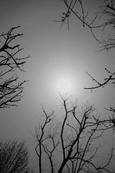 vector silhouette of a tree branches