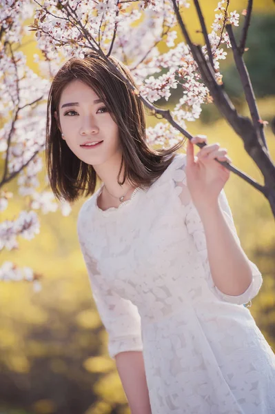 young asian woman in the cherry tree garden at daytime