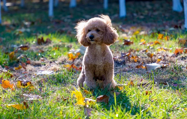 Netter Hund Park — Stockfoto