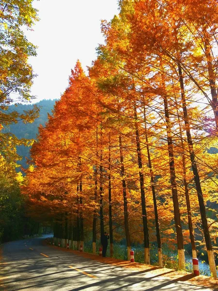 golden forest in autumn park.