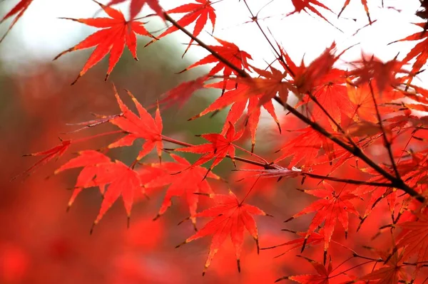 red maple leaves in autumn forest