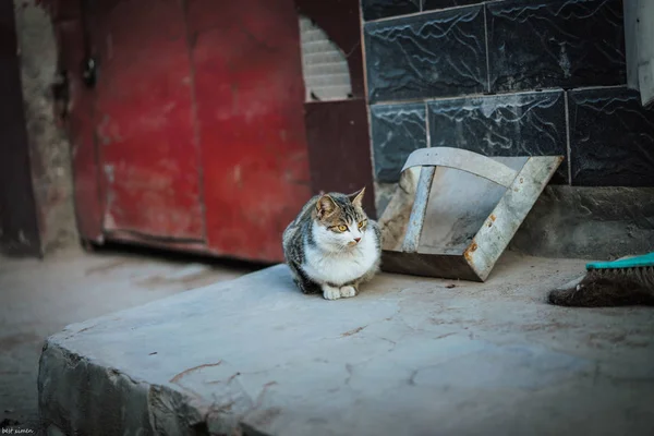 Gato Adorable Calle — Foto de Stock