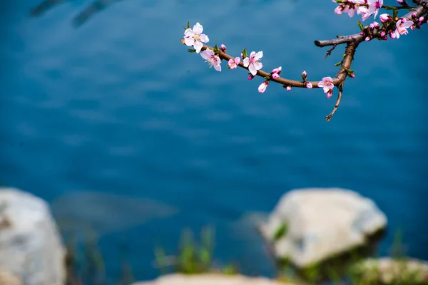 Hermosas Flores Blancas Sobre Fondo Cielo Azul — Foto de Stock