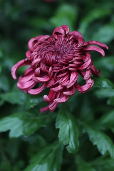 Vacker Botanisk Skott Naturliga Tapeter — Stockfoto