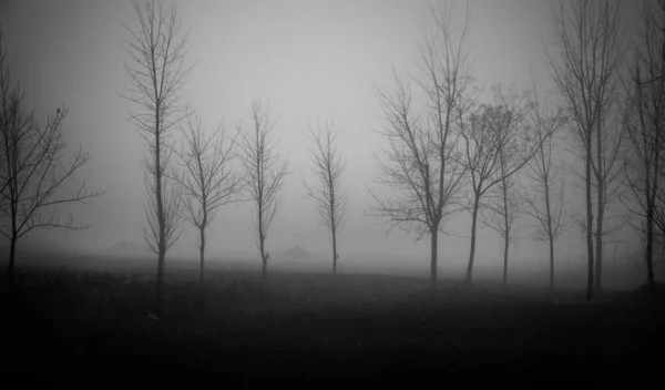 Floresta Nebulosa Com Árvores Nevoeiro — Fotografia de Stock