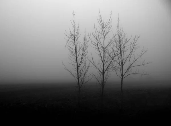 Foto Preto Branco Uma Árvore Solitária Nevoeiro — Fotografia de Stock