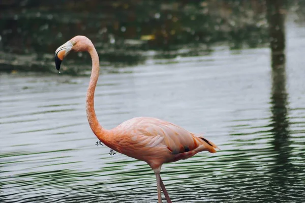 Flamingo Rosa Pássaros Flora Natureza — Fotografia de Stock