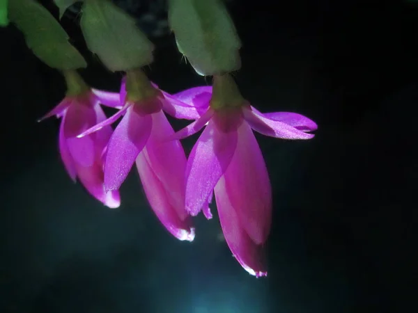 Orquídea Púrpura Jardín — Foto de Stock