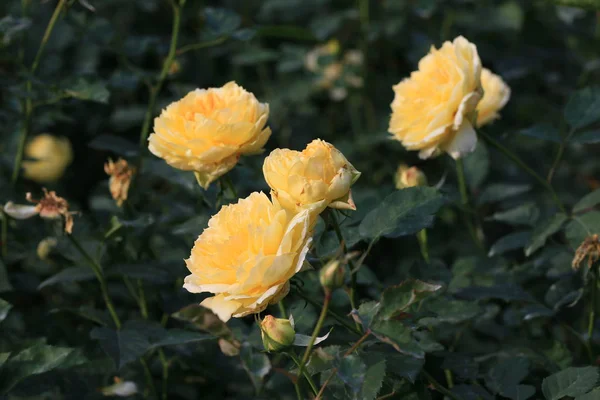 Hermosa Flor Amarilla Jardín — Foto de Stock