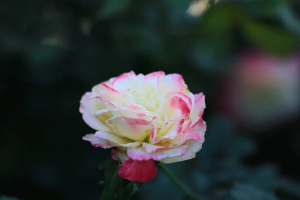 Hermosa Flor Jardín — Foto de Stock