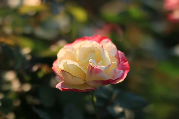 Primer Plano Hermosas Flores Rosas Flor — Foto de Stock