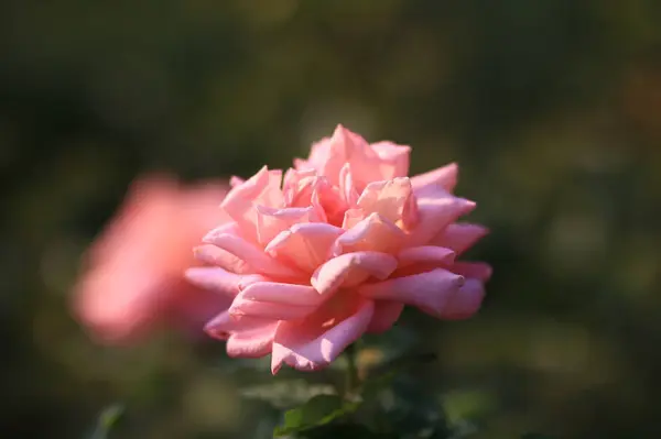 Flor Floreciendo Primavera Cerca — Foto de Stock