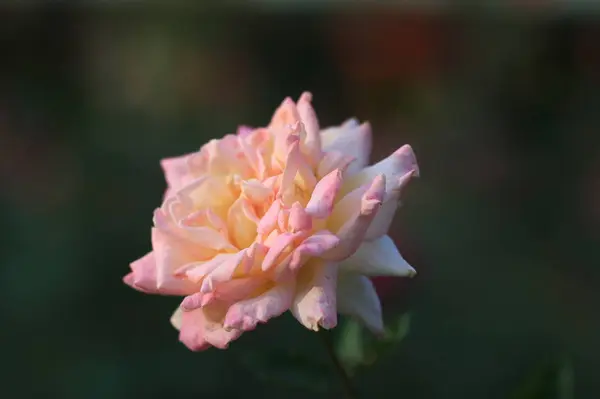 Hermoso Rosa Flor Fondo — Foto de Stock