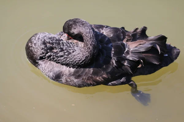 Hermoso Cisne Blanco Agua —  Fotos de Stock