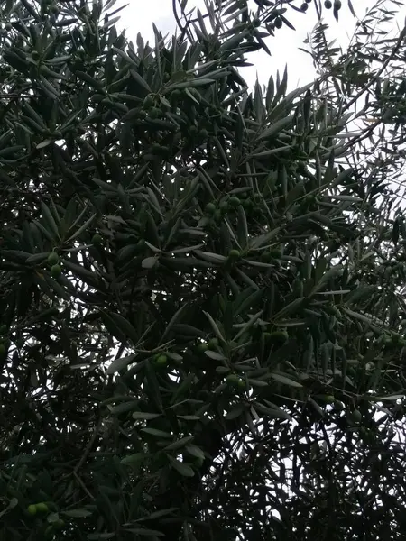 Hojas Verdes Árbol — Foto de Stock