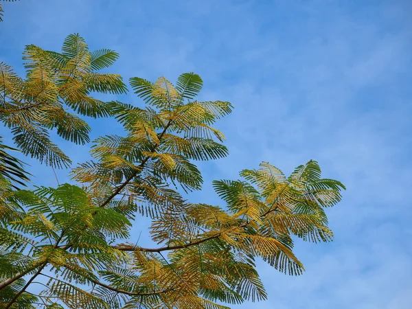 stock image palm tree with blue sky