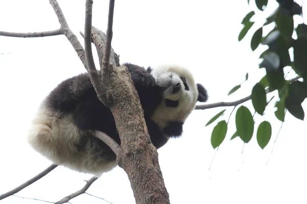 Menutup Dari Koala Lucu — Stok Foto