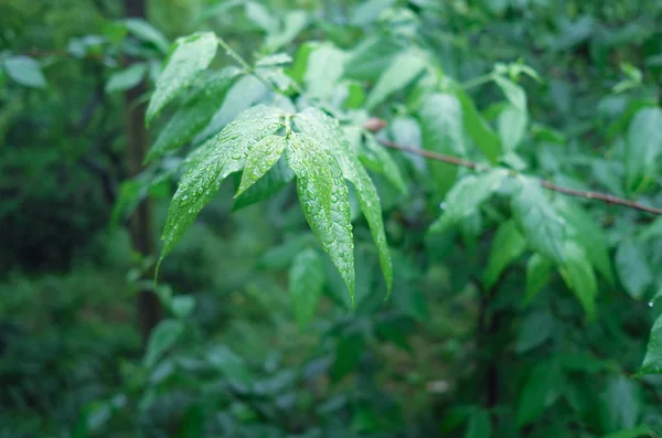 Follaje Vegetal Hojas Verdes Flora Naturaleza — Foto de Stock