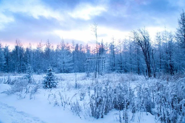 Paisaje Invernal Con Árboles Cubiertos Nieve — Foto de Stock