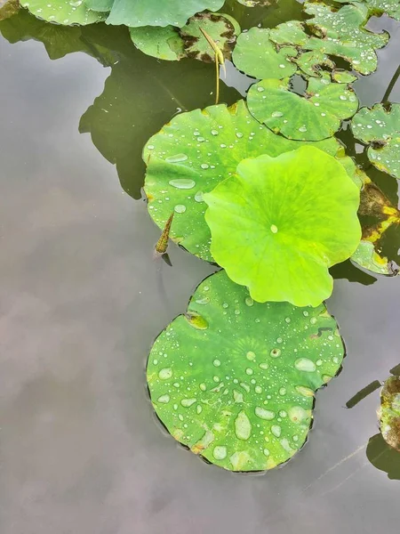 Hojas Verdes Flor Loto Estanque — Foto de Stock