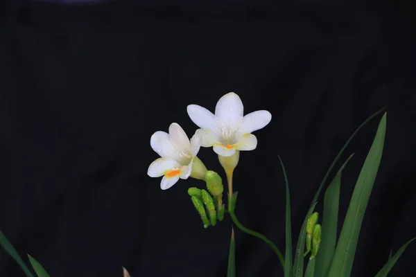 Hermosa Flor Orquídea Blanca Sobre Fondo Negro — Foto de Stock