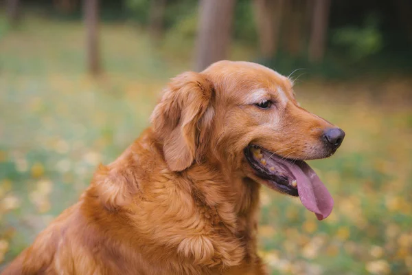 Retrato Lindo Perro Mascota — Foto de Stock