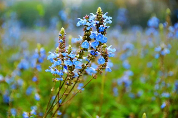 beautiful blooming tender blue flowers outdoor