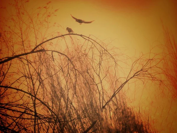 Silueta Árbol Con Pájaro — Foto de Stock