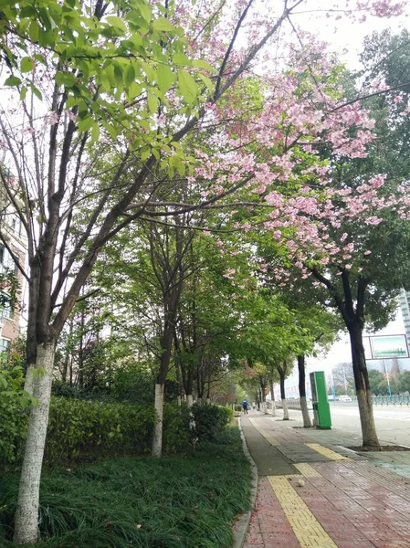 Manzana Flores Primavera Florecen Estación Verde — Foto de Stock