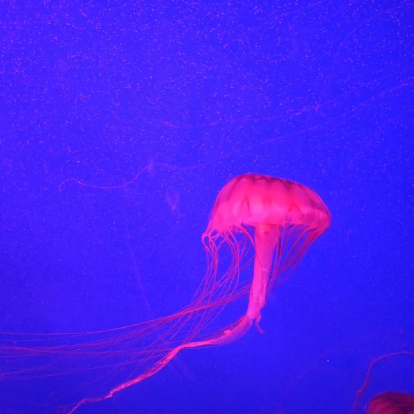 Medusas Submarinas Criatura Acuática —  Fotos de Stock