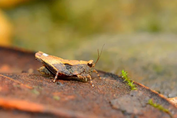 Primer Plano Del Insecto Enfoque Selectivo — Foto de Stock