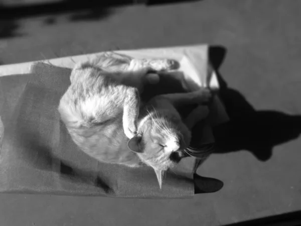 Porträt der süßen pelzigen Katze — Stockbild Porträt Der Süßen Pelzigen Katze — Stockfoto